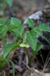 Longleaf groundcherry